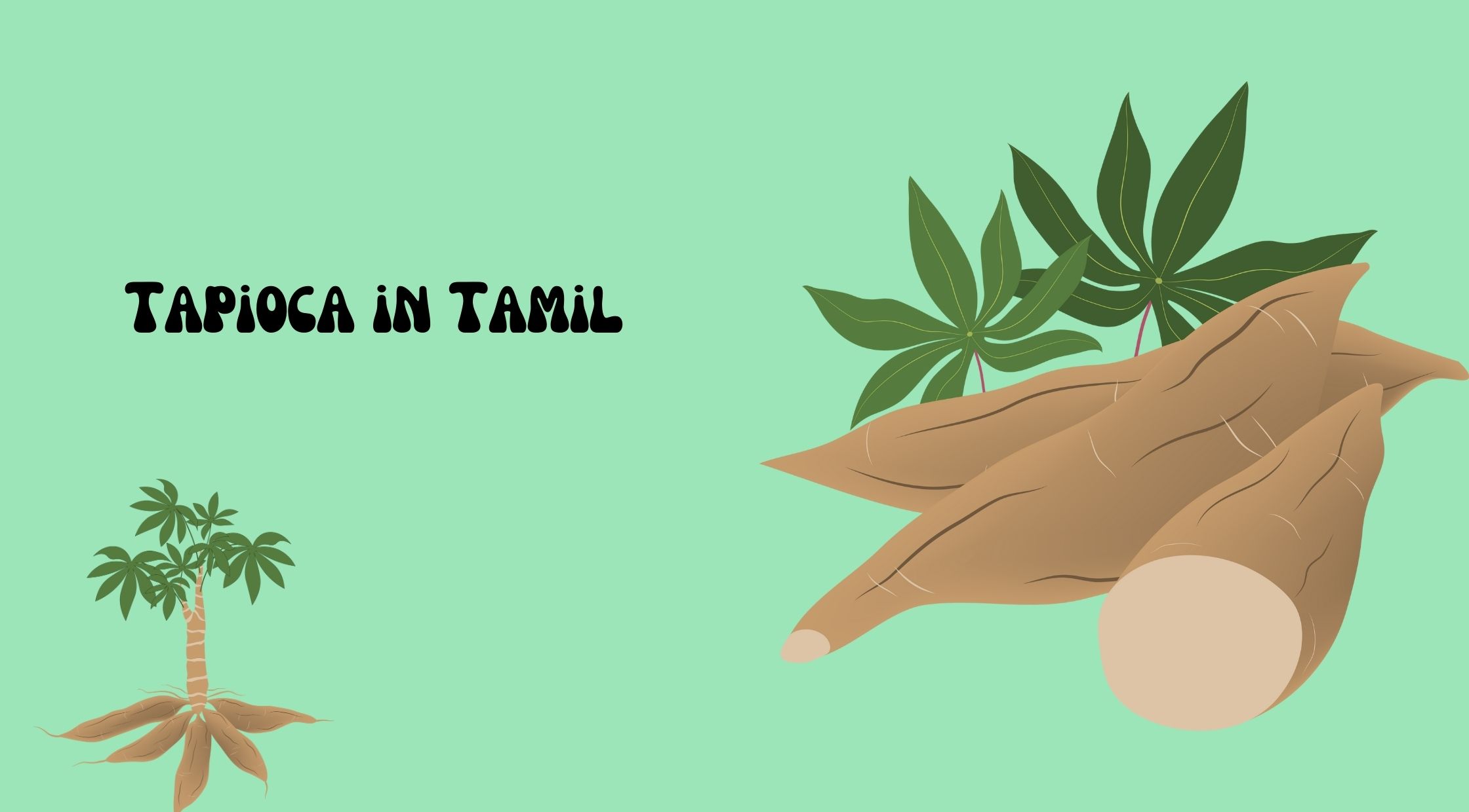 Tapioca Meaning in Tamil